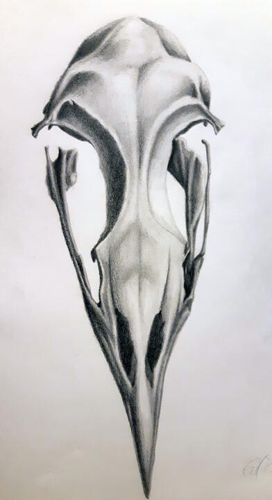 Bird Skull (Pencil)