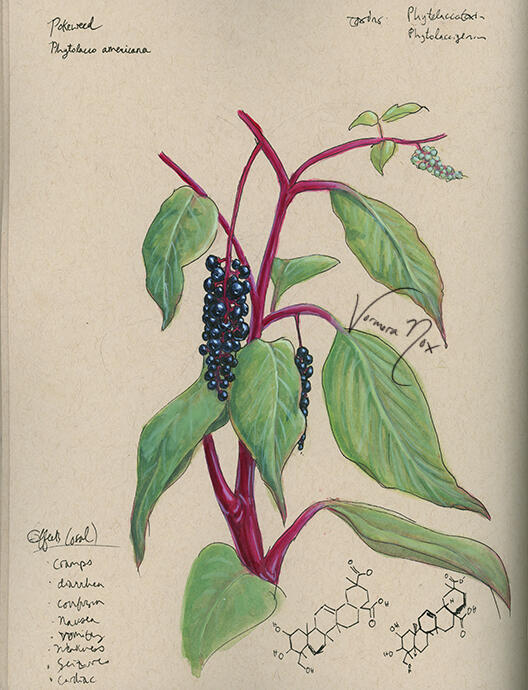 Toxic Native Plant Series - Pokeweed (Watercolour &amp; Gouache)