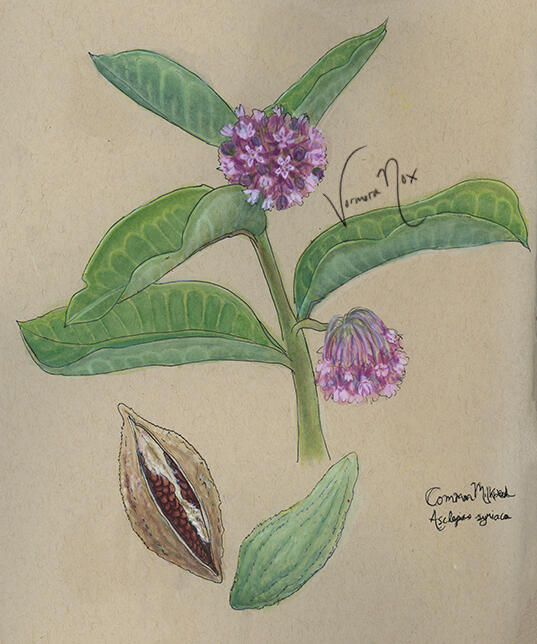 Toxic Native Plant Series - Milkweed 2 (Watercolour &amp; Gouache)