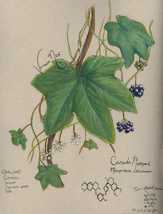 Toxic Native Plant Series - Moonseed Vine (Watercolour &amp; Gouache)