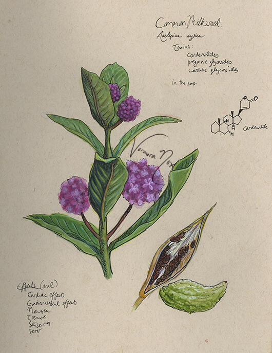 Toxic Native Plant Series - Milkweed (Watercolour &amp; Gouache)